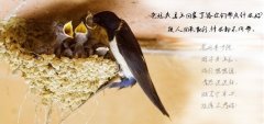 關(guān)于溫馨的親情句子