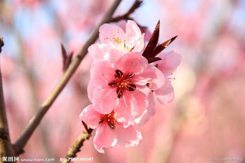 桃花句子