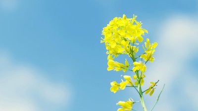 維護(hù)周一客戶問(wèn)候短信