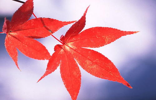 激勵(lì)自己每天開心的句子
