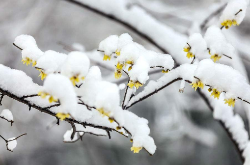 初雪適合發(fā)圈優(yōu)美的句子  有關(guān)初雪唯美的說說