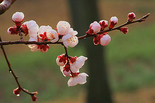 關(guān)于春花的詩句