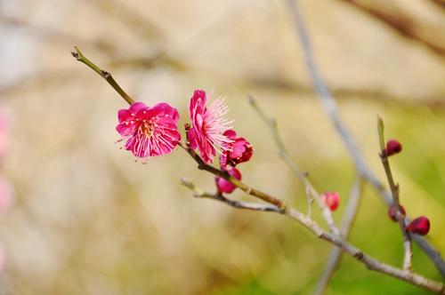 描寫春天的開(kāi)心的、美好的句子短句