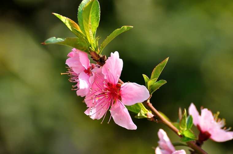 形容花開(kāi)心情好的句子