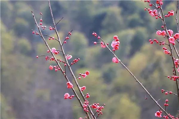 描寫春天的詩(shī)句 古詩(shī)100句